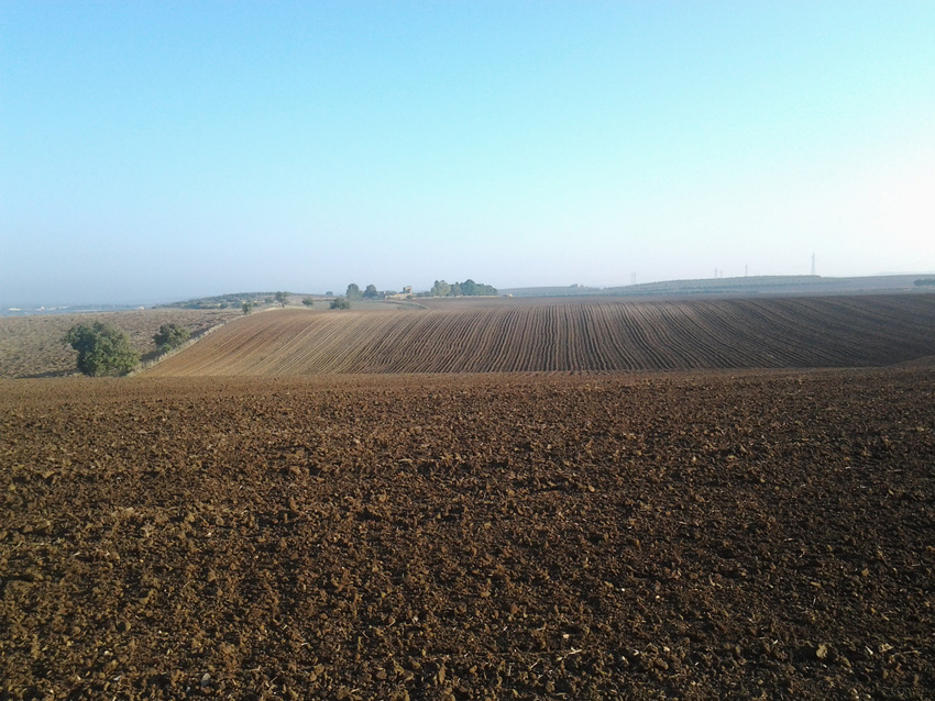 Italie - Minervino Murge paysage